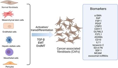 The role of cancer-associated fibroblasts in the invasion and metastasis of colorectal cancer